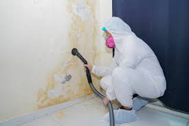 Trusted Carson, CA Mold Removal & Remediation Experts